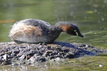 Australasian grebe (Tachybaptus novaehollandiae), Australia, Oceania