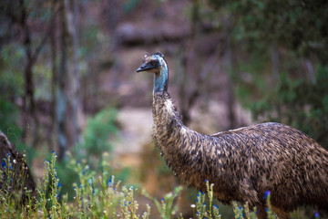 Wild Emu with blue neck standing in nature with flowers. Australian wildlife.