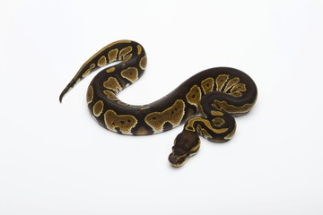 Black Head Double Het Albino Ghost Ball Python or Royal Python (Python regius), female
