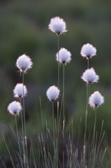 Fototapeta na wymiar Hare's-tail Cottongrass, Tussock Cottongrass, Sheathed Cottonsedge (Eriophorum vaginatum), Emsland, Germany, Europe