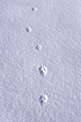 Animal tracks in snow