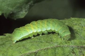 Small Angle Shades (Euplexia lucipara), caterpillar