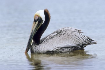 Brown Pelican (Pelecanus occidentalis)