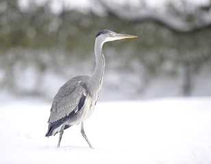Grey Heron (Ardea cinerea) in winter