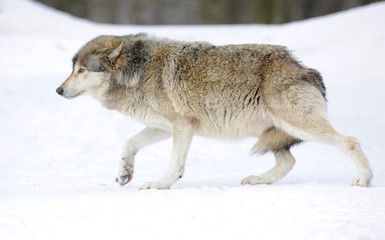 Mackenzie Valley Wolf, Alaskan Tundra Wolf or Canadian Timber Wolf (Canis lupus lycaon) in the snow, displaying low rank with tail tucked between hind legs, attitude of humility