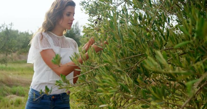 Woman examining olives in farm 