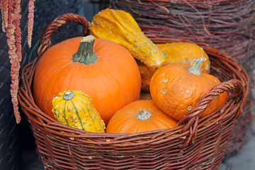 Ripe pumpkins in a wicker basket. Autumn harvest. Decor for Halloween. 