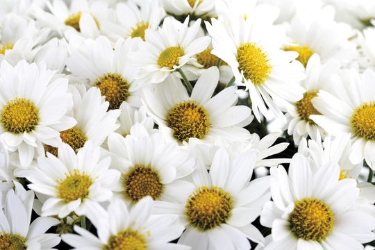 White chrysanthemum (Chrysanthemum)