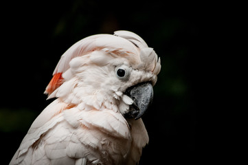 Cacatua en fondo negro