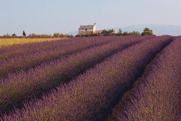 Fototapeta na wymiar Field of Lavender (Lavandula angustifolia) and a farmhouse, Plateau de Valensole, Provence, France, Europe