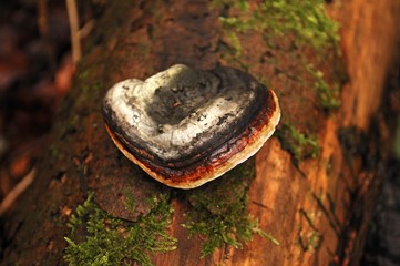 Red Banded Polypore (Fomitopsis pinicola)