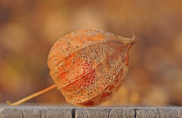 Physalis, Cape gooseberry, Inca or Aztec berry (Physalis peruviana)