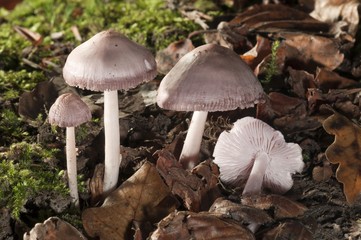 Lilac Bonnet (Mycena pura), Untergroeningen, Baden-Wuerttemberg, Germany, Europe