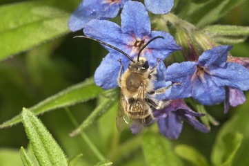 Long-horned bee (Eucera tuberculata), male searching for nectar, Untergroeningen, Baden-Wuerttemberg, Germany, Europe