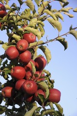Red apples (Malus domestica) growing on a tree