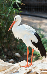 beautiful white Stork