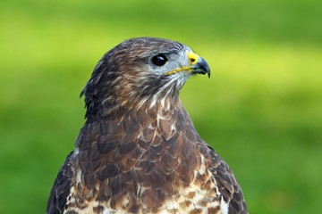 Common Buzzard (Buteo buteo)