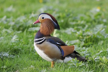 Mandarin Duck (Aix galericulata), drake