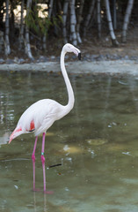 pink Flamingo
