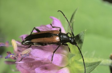 Longhorn Beetle or Longicorn (Leptura livida)
