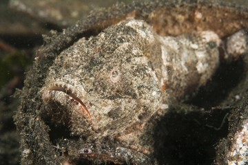 Bearded scorpionfish (Scorpaenopsis barbatus) hiding in a old opened coconut, Indonesia, Asia