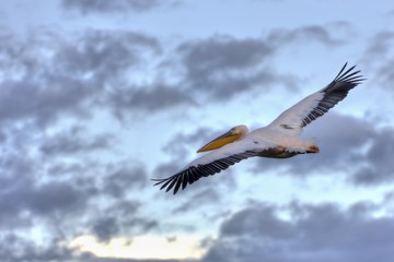White Pelican (Pelecanus onocrotalus) in flight, Lake Nakuru National Park, Kenya, East Africa, Africa, PublicGround, Africa