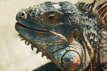 Fototapeta premium Portrait of a large orange iguana