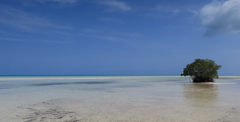 Plage de cayo coco et palétuvier