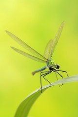Banded Demoiselle (Calopteryx splendens), male, on reed leaf