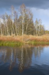 Rewetted bog, Emsland, Germany, Europe