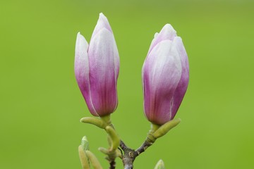 Fototapeta premium Purple magnolia (Magnolia liliiflora)