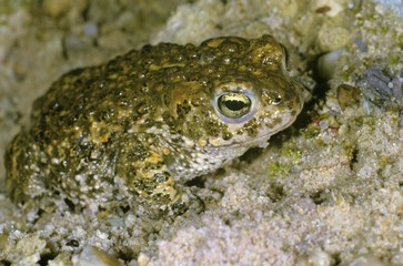 Natterjack toad (Bufo calamita) in a sand pit