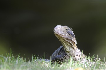 Australian water dragon (Physignathus lesueurii), Australia, Oceania
