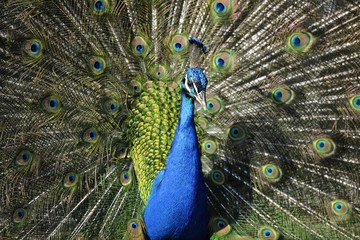 Indian Peafowl (Pavo cristatus) displaying