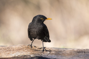 blackbird
