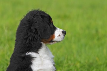 Bernese Mountain Dog (Canis lupus familiaris), puppy, portrait