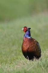 Common Pheasant (Phasianus colchicus)