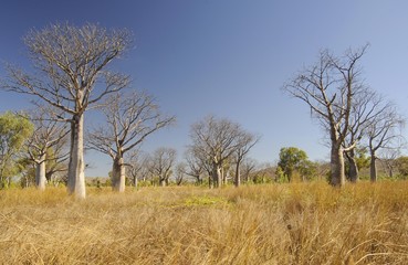 Boab trees (Adansonia gregorii), Kimberley Plateau, Australia, Oceania