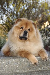 Fototapeta na wymiar Chow Chow, male dog, portrait, attentive look
