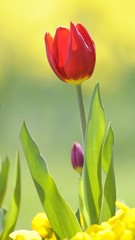 Tulip (Tulipa)