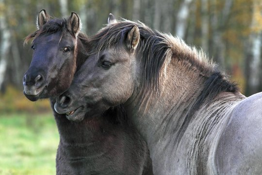 Pair of nuzzling konik horses (Equus przewalskii f. caballus), stallion and mare, Tarpan rebreeding