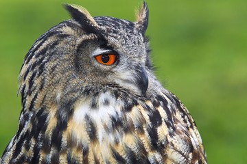 Eurasian Eagle-Owl (Bubo bubo)