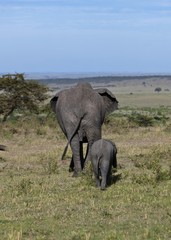 Naklejka na ściany i meble African Bush Elephants (Loxodonta africana), cow with calf from behind, Masai Mara National Reserve, Kenya, East Africa, Africa, PublicGround, Africa