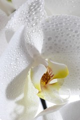 Fototapeta na wymiar White Orchid (Orchidaceae) with water drops