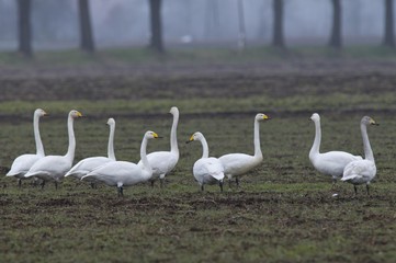 Whooper swans (Cygnus cygnus)