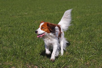 Kooikerhondje, Kooiker Hound (Canis lupus familiaris), young male dog running