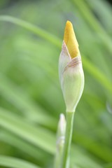 German Iris (Iris germanica), Stuttgart, Baden-Wuerttemberg, Germany, Europe