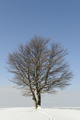 Fototapeta premium Beech (Fagus sylvatica), Schauinsland hill in the Black Forest, Breisgau-Hochschwarzwald, Baden-Wuerttemberg, Germany, Europe