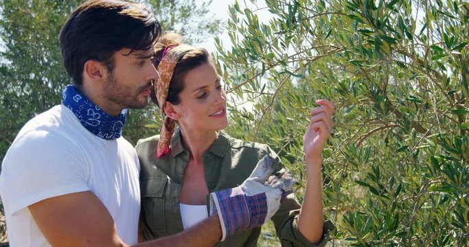 Couple examining olives on plant 