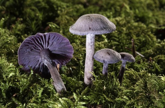 Purple Laccaria Amethystea (Laccaria amethystea), Untergroeningen, Baden-Wuerttemberg, Germany, Europe